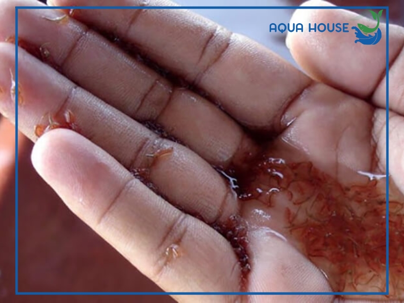 Cách ấp Artemia cho cá ăn đúng chuẩn đơn giản tỷ lệ nở cao 35 Cách thu hoạch Artemia sau khi ấp