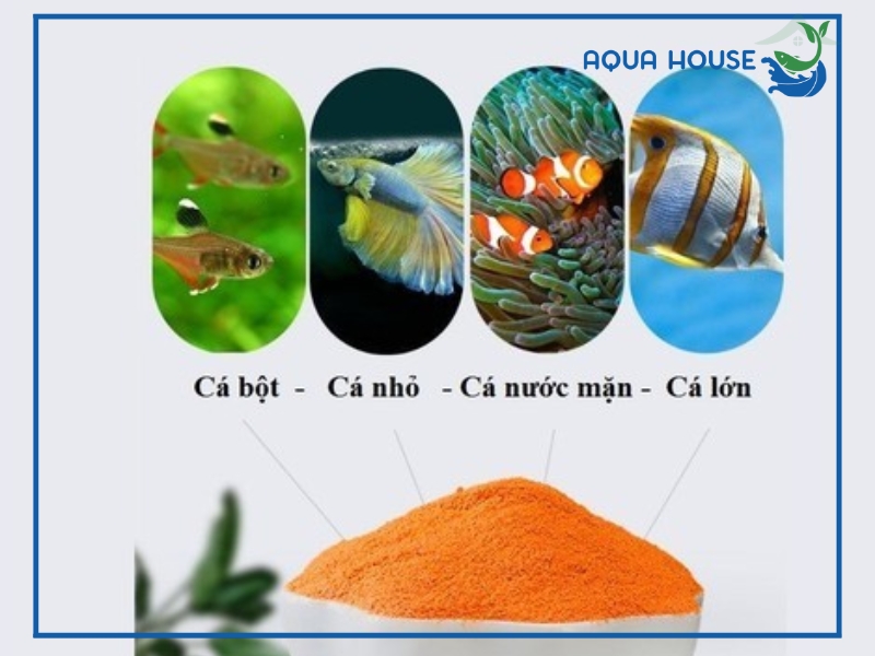 Cách ấp Artemia cho cá ăn đúng chuẩn đơn giản tỷ lệ nở cao 36 Lưu ý quan trọng để ấp Artemia đạt tỷ lệ nở cao