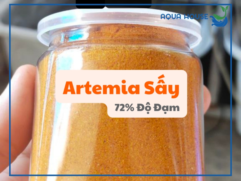Cách cho cá ăn Artemia sấy khô đúng cách giúp cá lớn nhanh khỏe mạnh 35 ưu ý quan trọng khi sử dụng artemia sấy khô cho cá