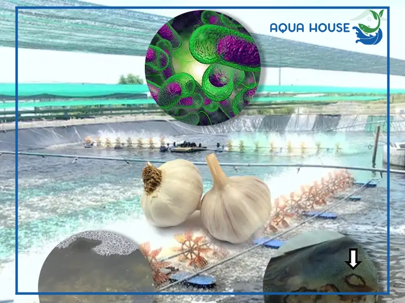 Chuẩn bị nguyên liệu trước khi ủ tỏi cho cá ăn