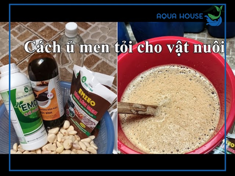 Cách ủ tỏi cho cá ăn đơn giản, hiệu quả tại nhà
