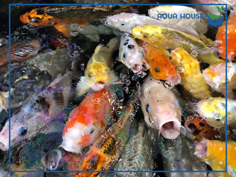 Có nên cho cá ăn tỏi thường xuyên không?