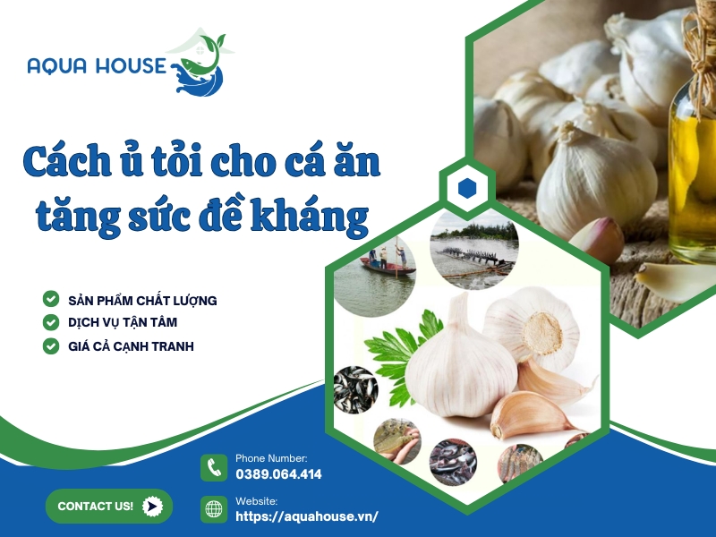cách ủ tỏi cho cá ăn