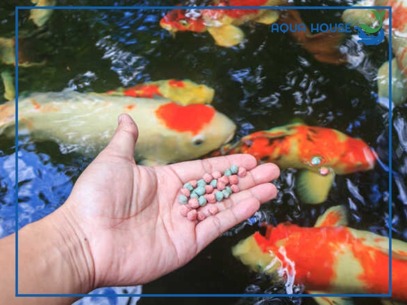 Cho cá ăn bao nhiêu là đủ? Hướng dẫn cho cá ăn đúng cách 34 Cho cá ăn bao nhiêu là đủ?