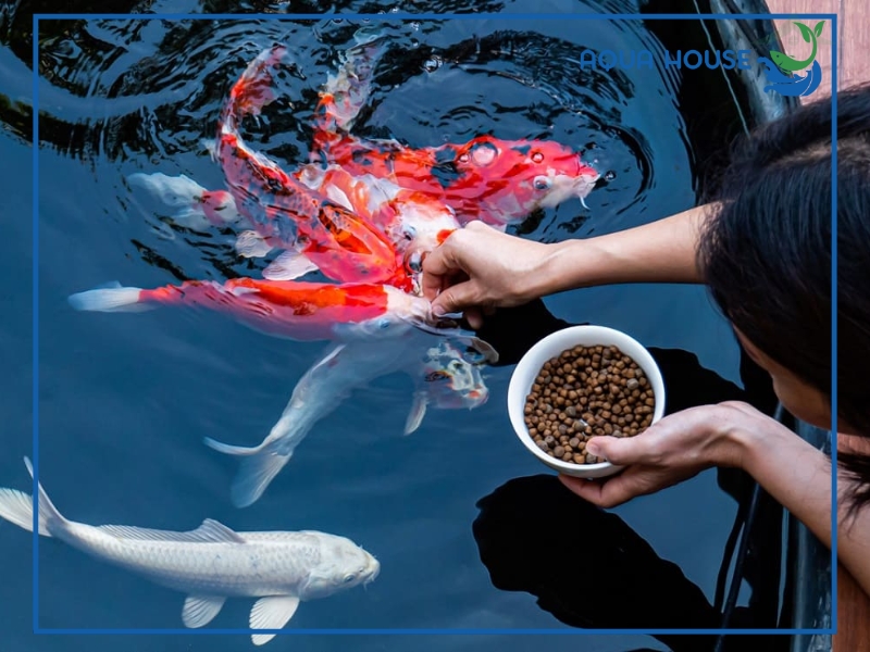 Cho cá ăn bao nhiêu là đủ? Hướng dẫn cho cá ăn đúng cách 33 Vì sao cần cho cá ăn đúng lượng?