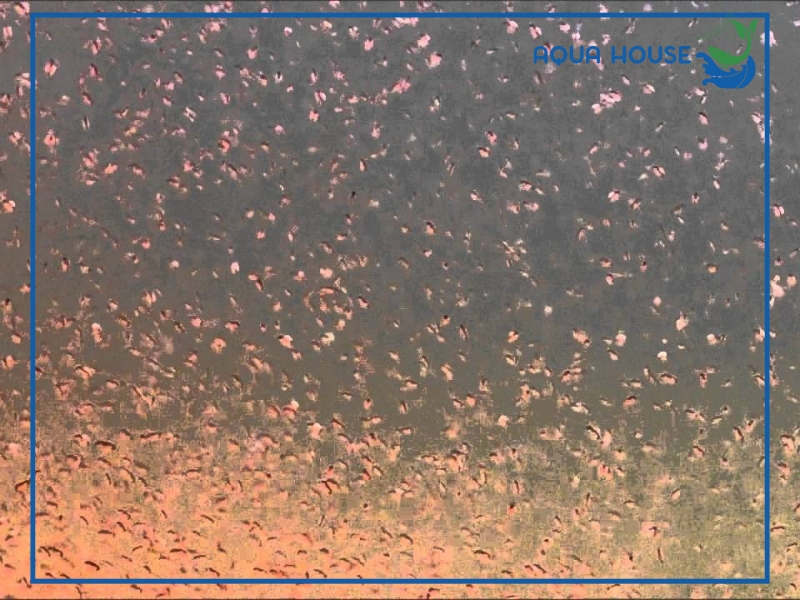 Cách cho cá ăn bobo đúng cách, an toàn