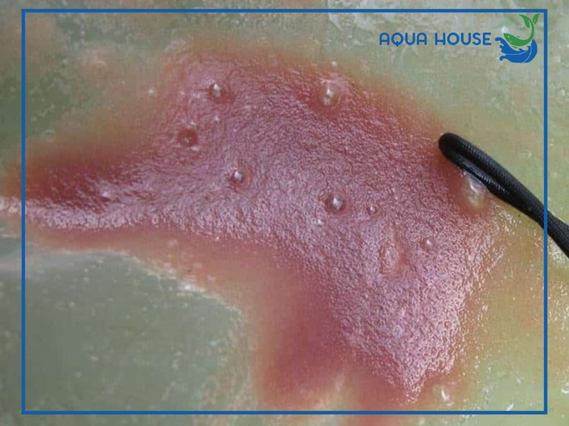 Cách xử lý bobo trước khi cho cá ăn