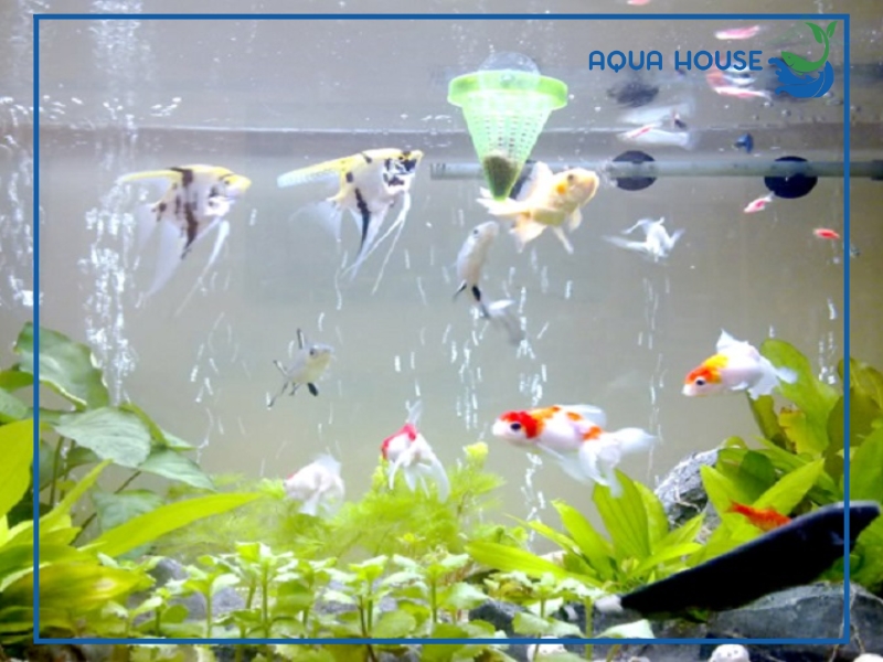 Cho cá ăn bobo có tốt không?