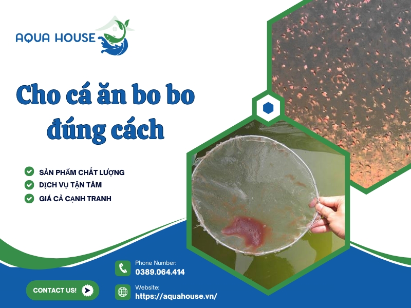 Cho cá ăn bobo