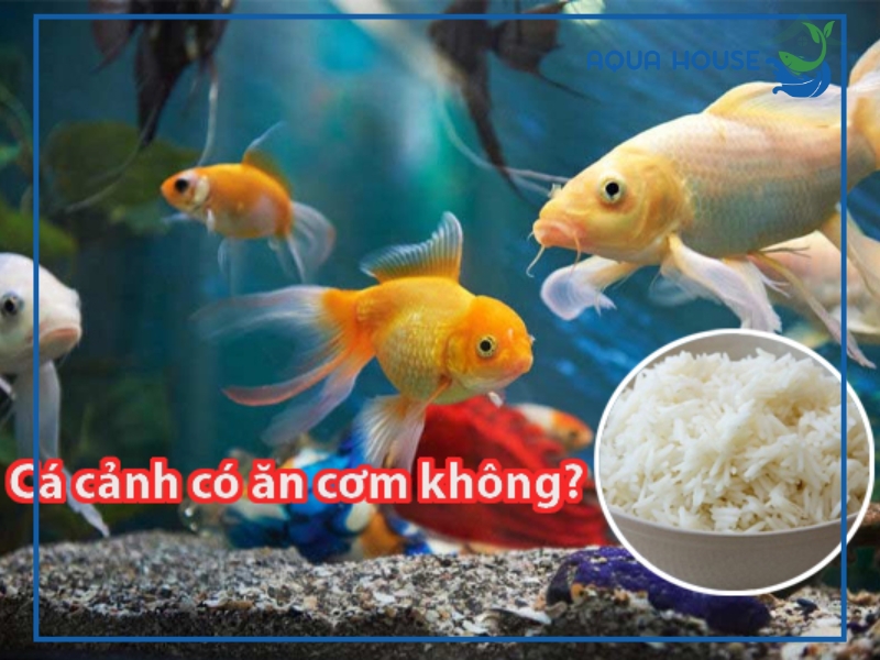 Cho cá ăn cơm được không?