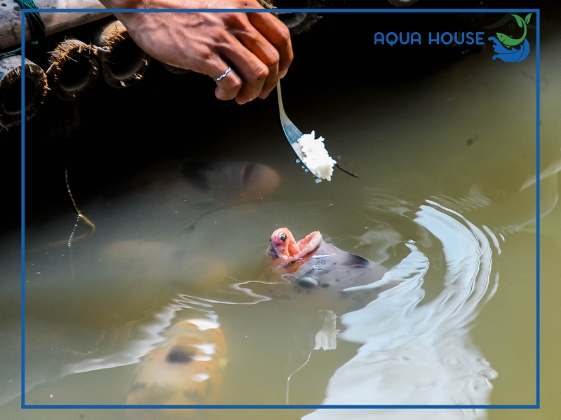 Thành phần dinh dưỡng của cơm có phù hợp cho cá?