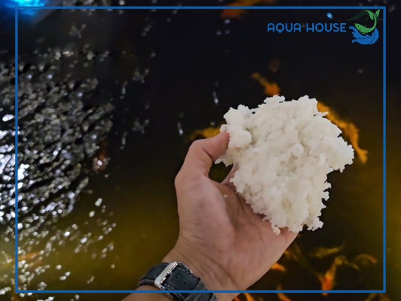 Những loại cá nào có thể ăn cơm?