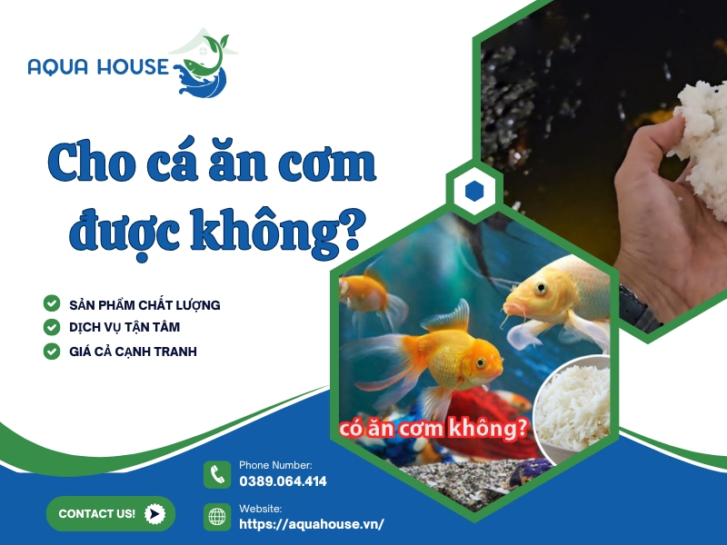 cho cá ăn cơm được không