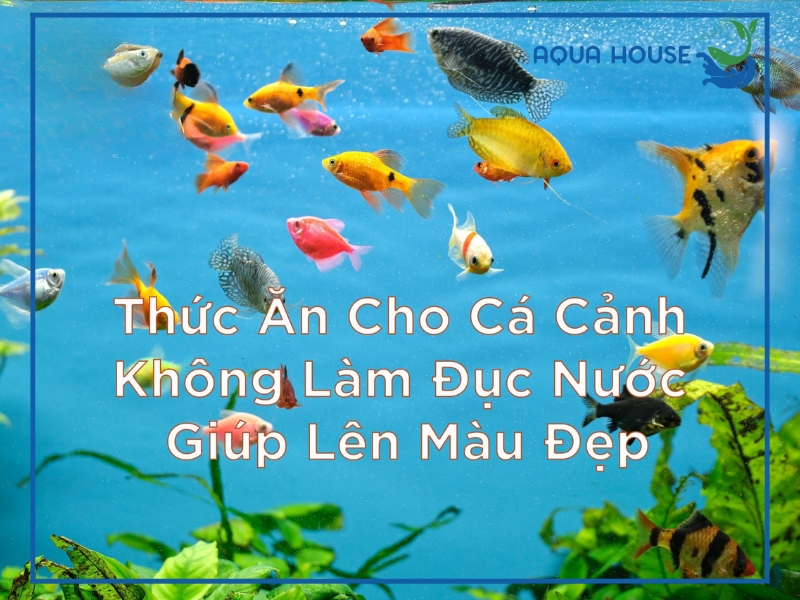Cho cá ăn gì để lên màu đẹp?