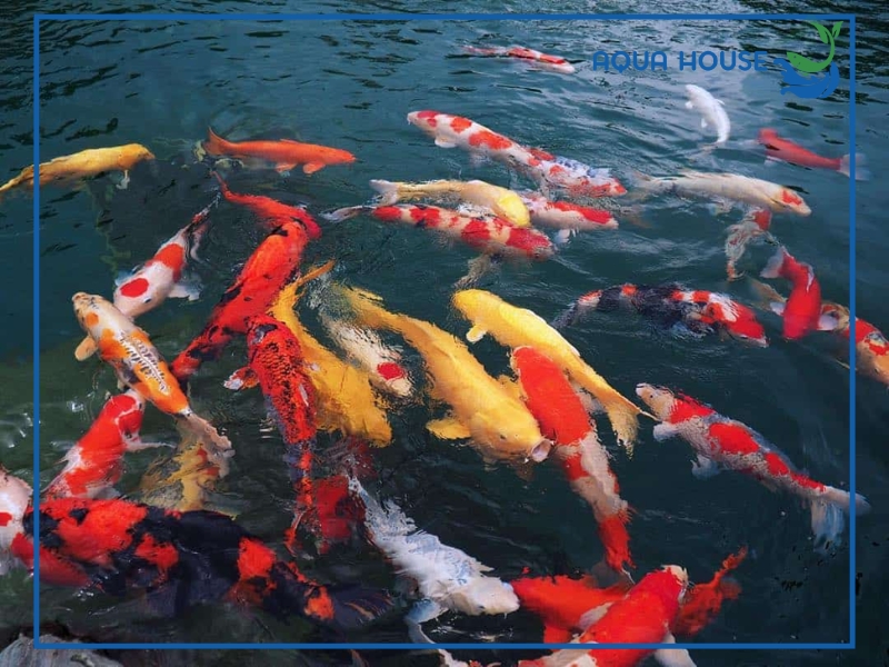 Vì sao thức ăn ảnh hưởng đến màu sắc của cá?