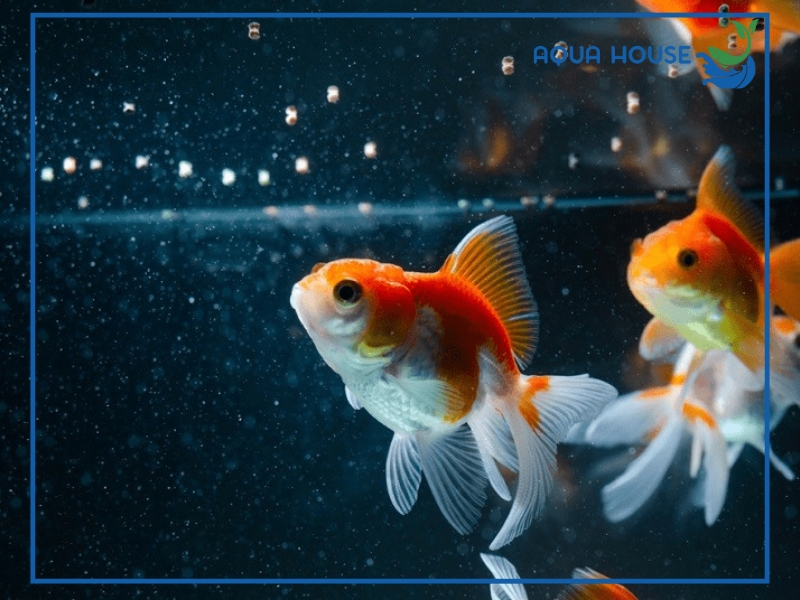 Cá có thể nhịn ăn được bao lâu?