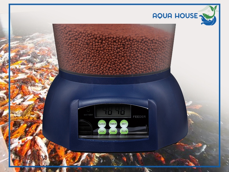 Hướng dẫn chuẩn bị hồ cá trước khi vắng nhà