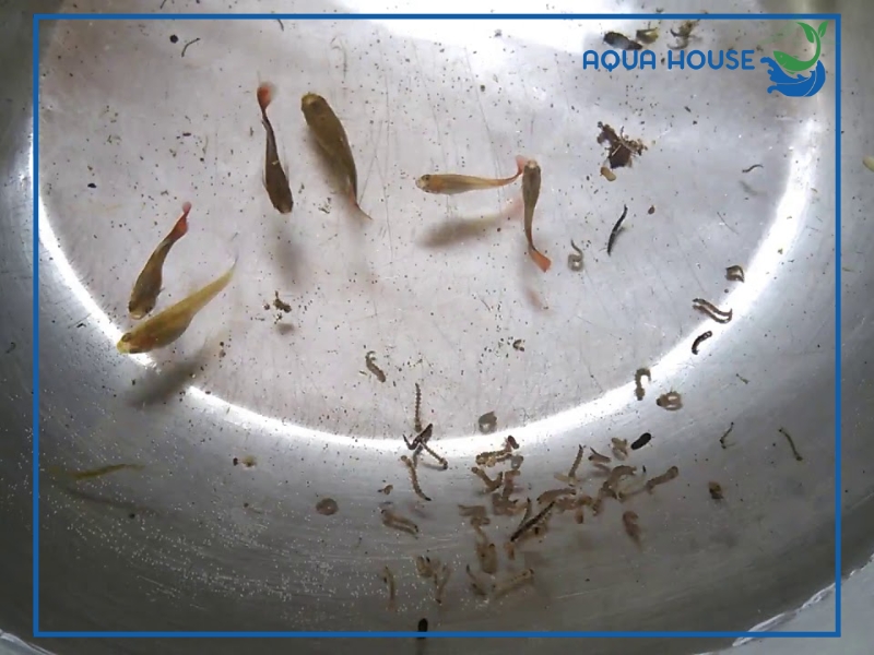 Cho cá ăn lăng quăng có tốt không