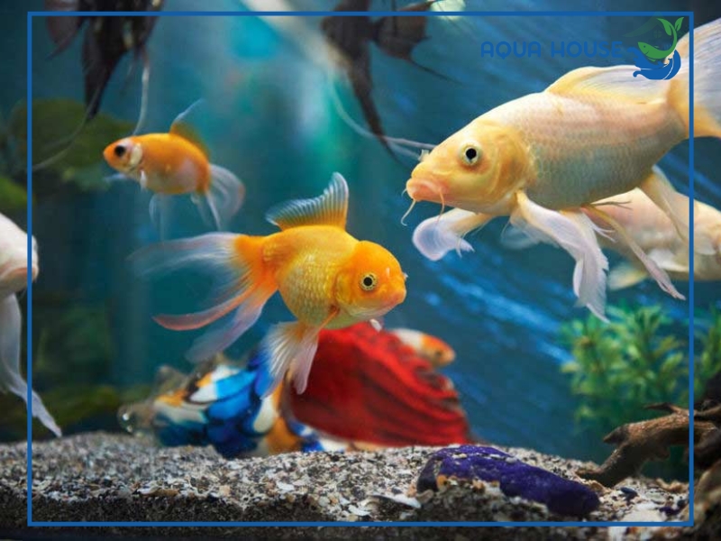 Những loại cá nào nên cho ăn lăng quăng?