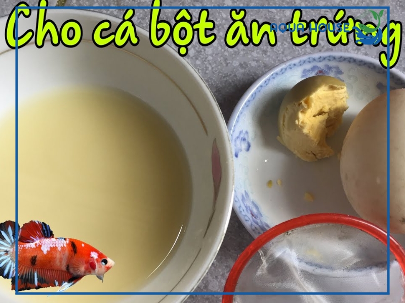 Cách chế biến lòng đỏ trứng gà cho cá ăn đúng cách