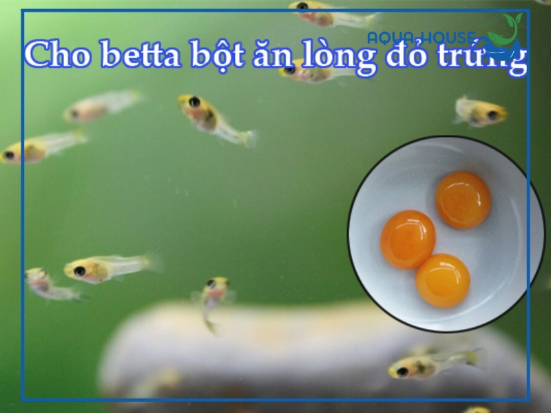 Cho cá ăn lòng đỏ trứng gà có lợi ích gì?