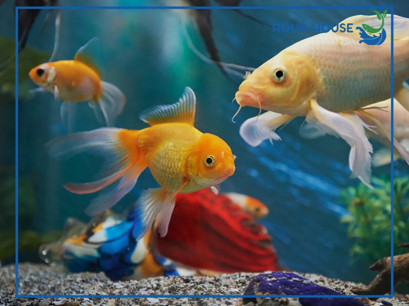 Những loại cá nào có thể ăn lòng đỏ trứng gà?