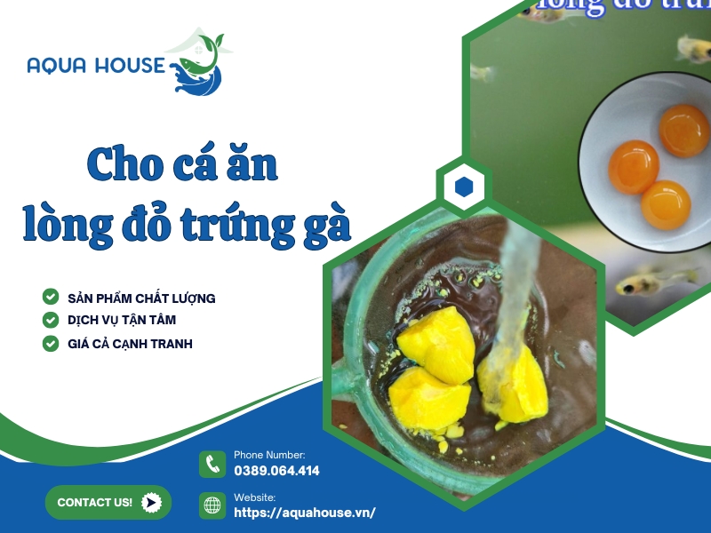 cho cá ăn lòng đỏ trứng gà