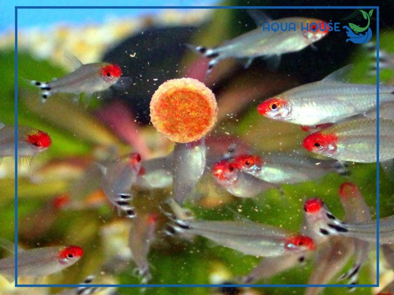 Cho cá ăn ngày mấy lần là đủ? Hướng dẫn cho cá ăn chi tiết 35 Có nên sử dụng máy cho cá ăn tự động để kiểm soát số lần cho ăn?