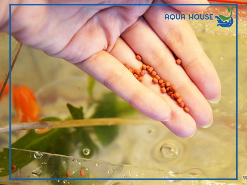 Cho cá ăn ngày mấy lần là đủ? Hướng dẫn cho cá ăn chi tiết 34 Cho cá ăn ngày mấy lần là tốt nhất?