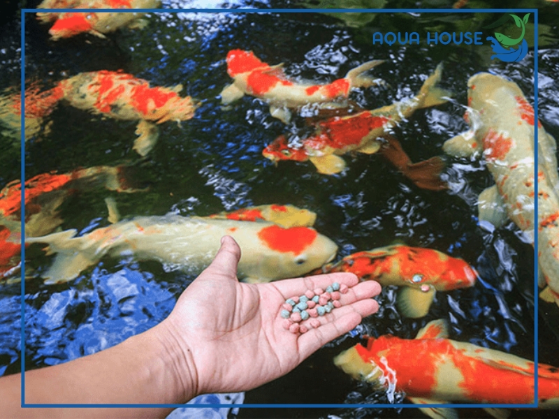 Cho cá ăn ngày mấy lần là đủ? Hướng dẫn cho cá ăn chi tiết 33 Vì sao cần cho cá ăn đúng số lần mỗi ngày?