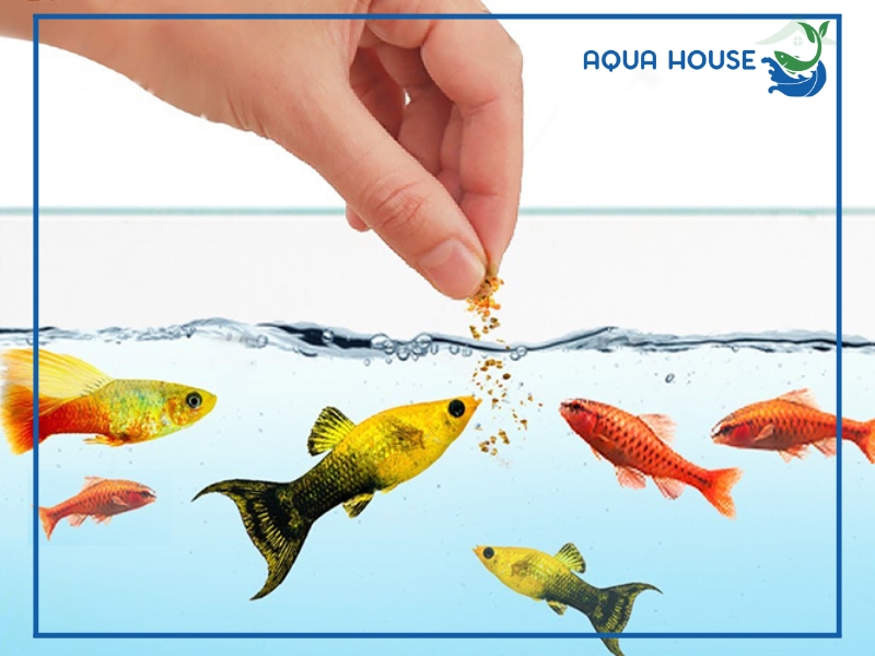 Cho cá ăn nhiều có sao không? Tác hại và cách cho cá ăn đúng chuẩn 35 Cách xử lý khi lỡ cho cá ăn quá nhiều