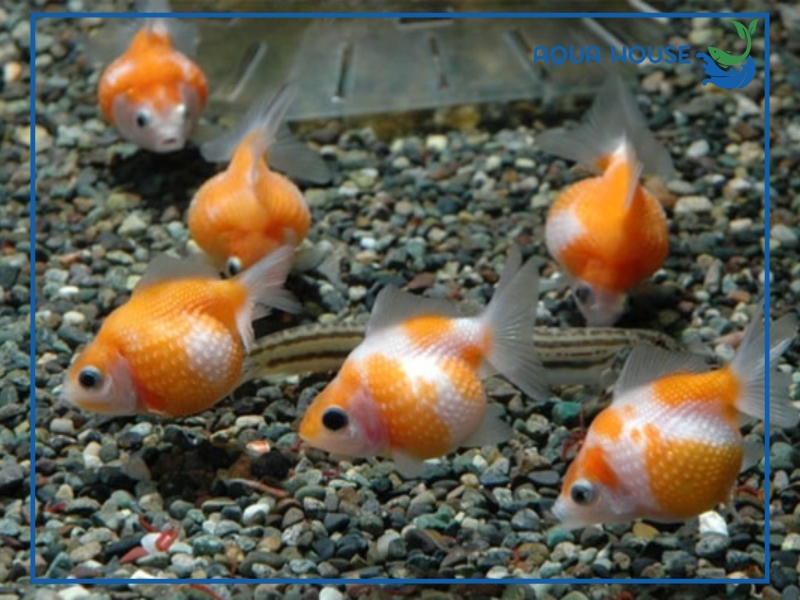 Cho cá ăn nhiều có sao không? Tác hại và cách cho cá ăn đúng chuẩn 34 Dấu hiệu nhận biết cá đang bị cho ăn quá nhiều