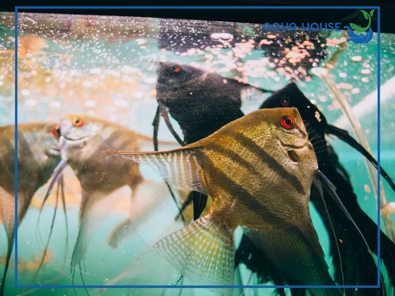 Cho cá ăn trùn chỉ có tốt không?