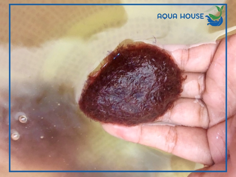 Trùn chỉ là gì? Giá trị dinh dưỡng của trùn chỉ đối với cá