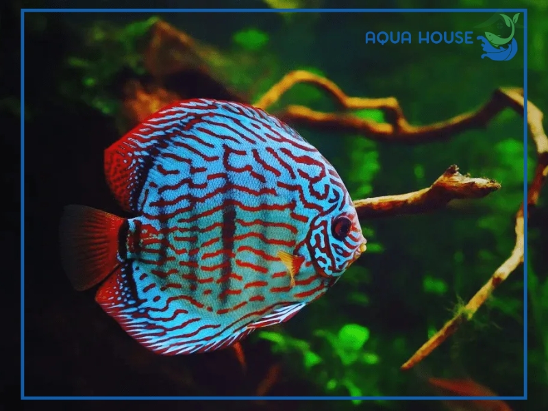 Cách cho cá ăn trùn chỉ đúng chuẩn