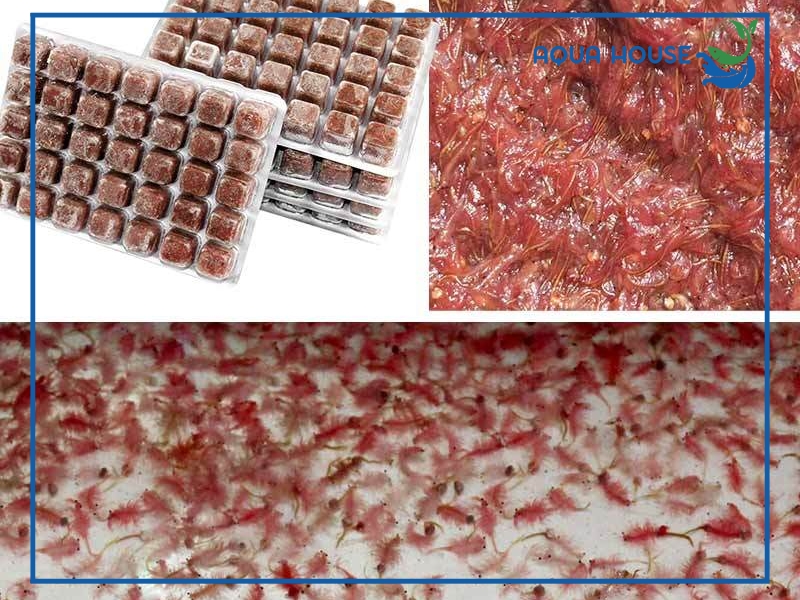 Có nên cho cá ăn trùng huyết mỗi ngày không?