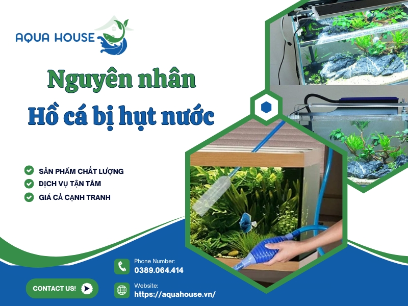 Hồ cá bị hụt nước