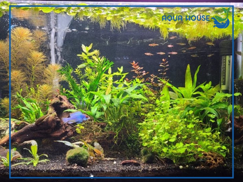 Cách xử lý hồ cá bị nhiễm nấm hiệu quả an toàn