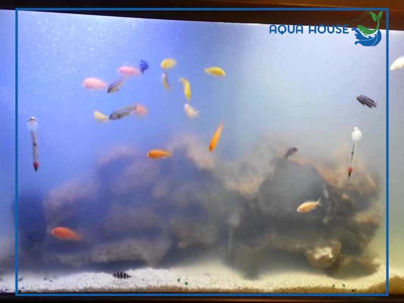 Nguyên nhân khiến hồ cá bị nhiễm nấm