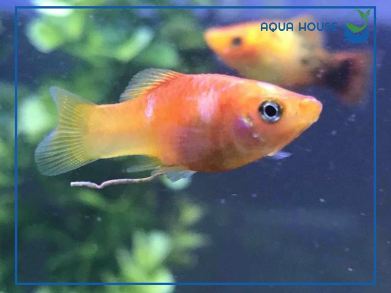 Dấu hiệu nhận biết hồ cá bị nhiễm nấm