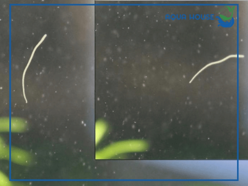 Cách xử lý hồ cá bị sán an toàn, hiệu quả