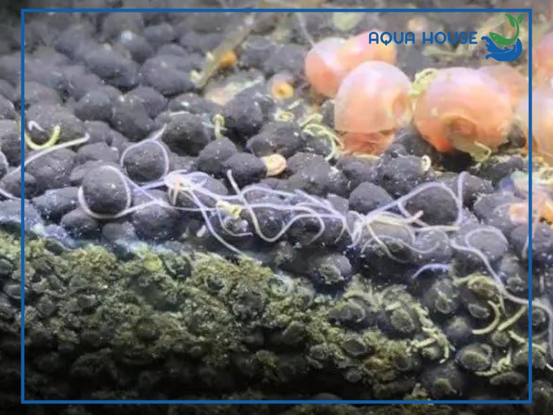 Hồ cá bị sán có nguy hiểm không?