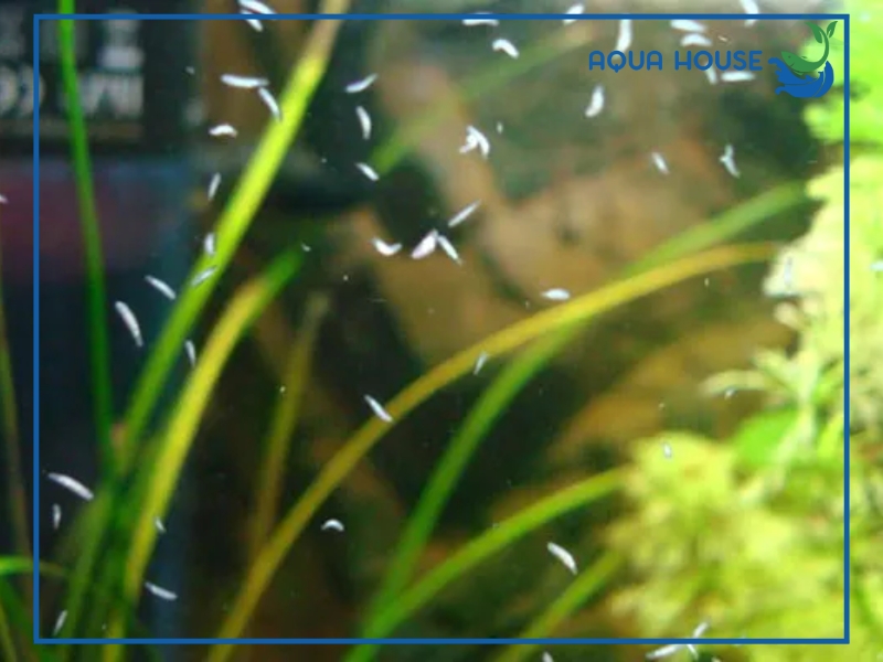 Các loại sán thường gặp trong hồ cá