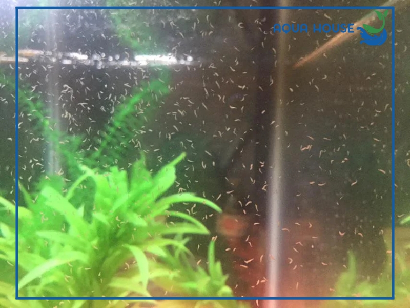 Dấu hiệu nhận biết hồ cá bị sán