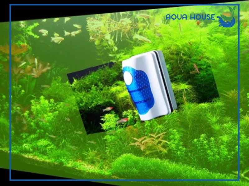 Cách xử lý hồ cá bị tảo xanh hiệu quả, an toàn