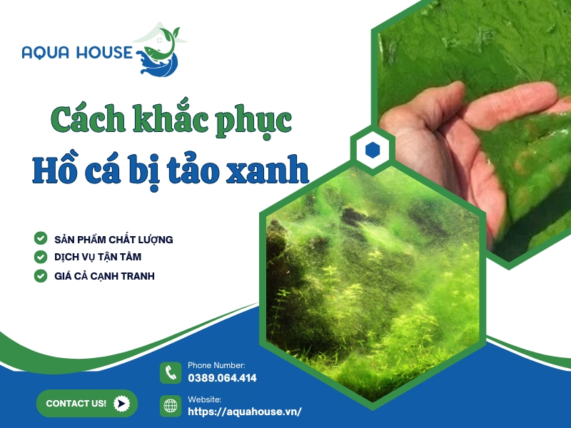 Hồ cá bị tảo xanh