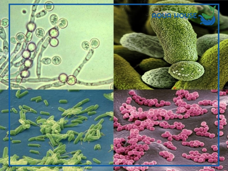 Cách phòng ngừa hồ cá bị vỡ vi sinh