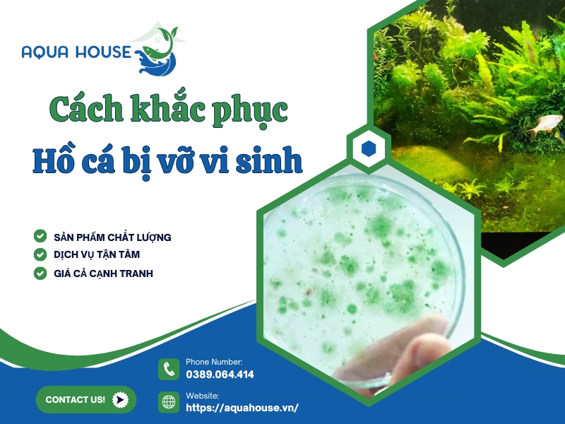 Hồ cá bị vỡ vi sinh