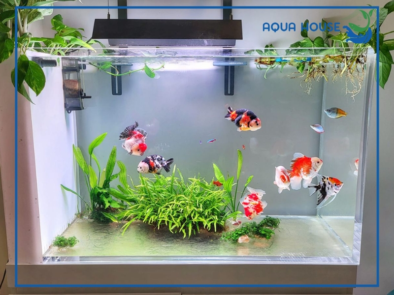 Máy sủi oxy có tốn điện không?Có nên bật máy sủi oxy 24/24 không?