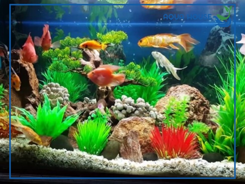 Cách xử lý khi nước hồ cá bị lạnh hiệu quả